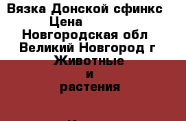 Вязка Донской сфинкс › Цена ­ 1 500 - Новгородская обл., Великий Новгород г. Животные и растения » Кошки   . Новгородская обл.,Великий Новгород г.